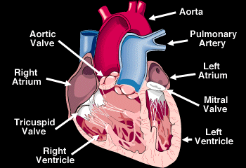 Open view of heart