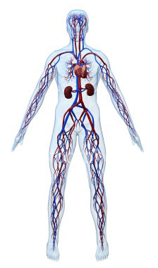 Illustration related to blood pressure and fainting