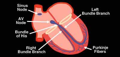 Cardiac Conduction System