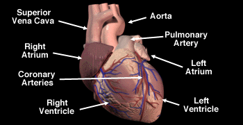 Heart Illustration